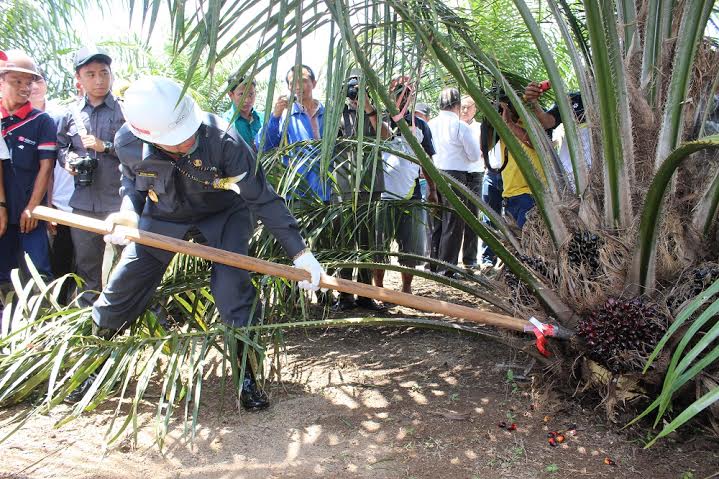 Bupati Isran Noor Panen Kelapa Sawit di Kecamatan Kombeng