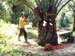Sejarah Masuknya Perkebunan Sawit Di Indonesia