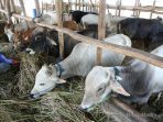 Hari Raya Idul Adha, Kutim Akan Kebanjiran Hewan Sapi Kurban