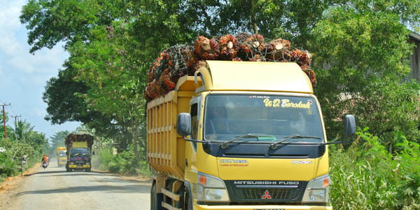  Mobil  Truk  Pengangkut Sawit  Dapat Membahayakan 