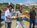 Karang Taruna Swarga Bara Panen Ikan Keramba