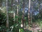 Petani Karet Butuh Penyuluhan