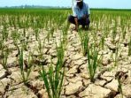 Hujan Tidak Turun, Petani Kutim Terancam Gagal Panen