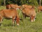 Distanak Melarang Jual Sapi Ke Berau