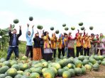 Kelompok Tani Aneka Karya Sukses Raih Penghasilan Rp 76 Juta Dari Panen Semangka