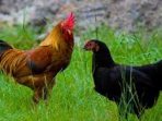 Peternakan Ayam Kampung Bengalon Raih Penghargaan Tingkat Nasional