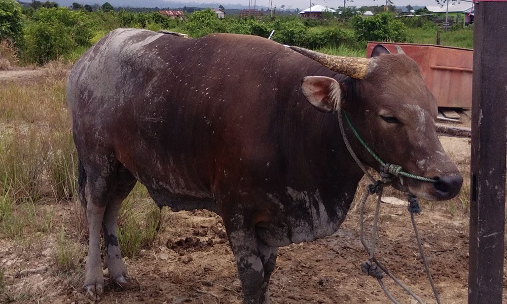 Distanak Kutim Nyatakan Sapi dan Kambing Kurban Di Penyalur Aman