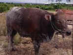 Distanak Kutim Nyatakan Sapi dan Kambing Kurban Di Penyalur Aman