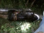 Warga Di Sulbar Ditelan Ular Piton Raksasa