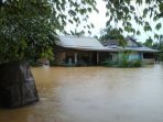 Ratusan Hektar Perkebunan Sawit Terendam Banjir Di Desa Kerayaan Kecamatan Sangkulirang