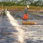 Garam Mulai Langka di Kutim, 3 Kecamatan Sudah Kosong Stok