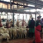 Calhaj Kutim Kunjungi Pasar Kaikiyah Siapkan Hewan Kurban Untuk Dam