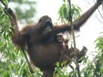 Orangutan Kalimantan Kini Tersebar Acak