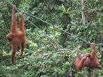 Populasi Orangutan Liar di Kalimantan Cenderung Menurun