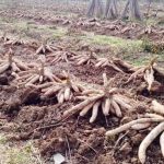 Harga Singkong Turun, Petani Di Kutim Lesu