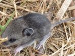 Ratusan Hektar Sawah Siap Panen di Kaubun, Diserang Hama Tikus