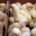 Ini Alasan Harga Ayam Melonjak Naik