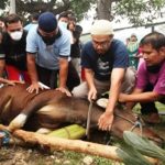 Ketua MUI Nilai Tukang Jagal Qurban di Kutim Aman