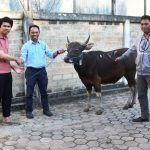KPC Salurkan 40 Ekor Sapi Qurban Idul Adha