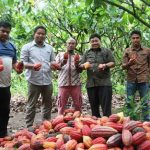Luar Biasa, Desa Karangan Hilir Jadi Penghasil Kakao Terbesar di Kaltim
