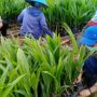 Peserta Magang belajar Pembibitan Kelapa Sawit (1)