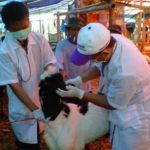 Kutim Kekurangan Tenaga Dokter Hewan