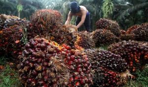 Harga Sawit Naik, Memecahkan Rekor Tertinggi