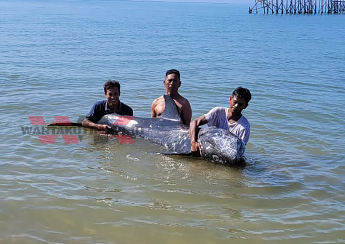 Seekor Lumba Lumba Sepanjang 4 Meter Terdampar di Pinggir Pantai Diselamatkan Warga