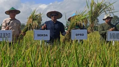 Wakil Ketua DPRD Panen Padi Bersama Kelompok Tani di Kaubun