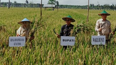 Garap Pertanian Berbalut Argowisata – Petakan LP2B di Kaubun