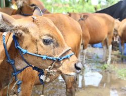 Virus Jembrana Terdeteksi Pada 4 Kabupaten di Sulawesi Tenggara