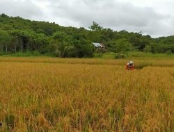 Tingkatkan Produksi Padi Sawah – DTPHP Siapkan Benih Terbaik